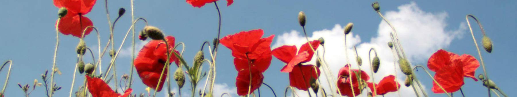 poppies against blue sky