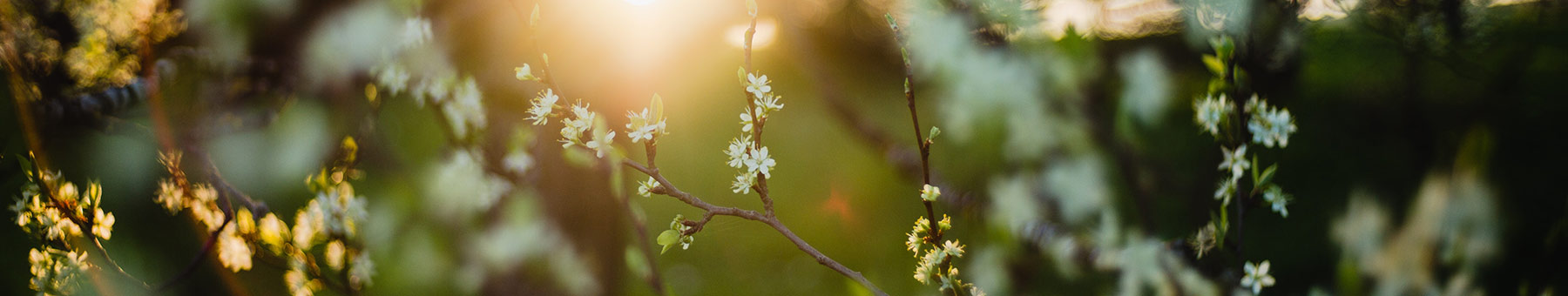 white blossoms in the morning sunshine