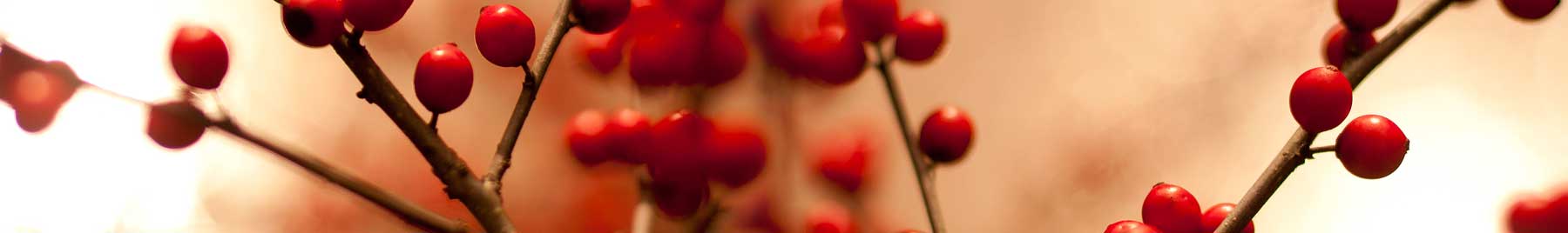 Red berries 