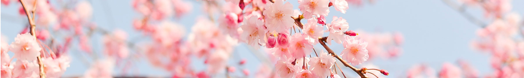 Pink cherry blossoms against a spring blue sky.