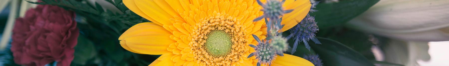 A large yellow gerbera daisy in the forefront, and other flowers in the background.