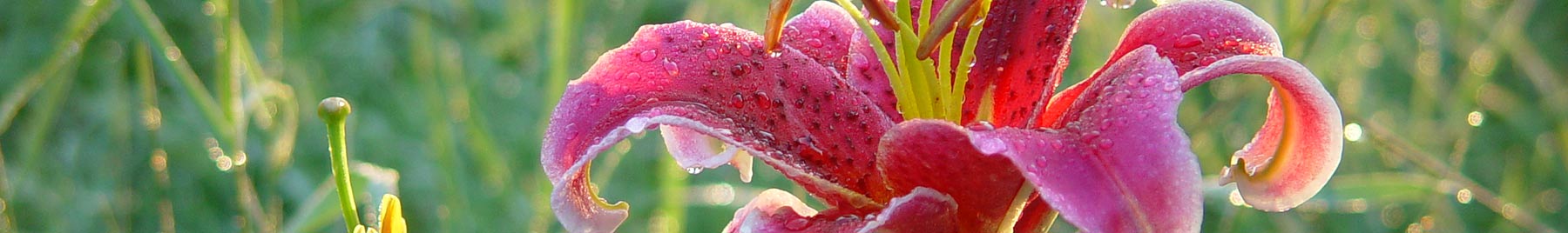 A pink tiger lily decorated with dewdrops in early morning light.