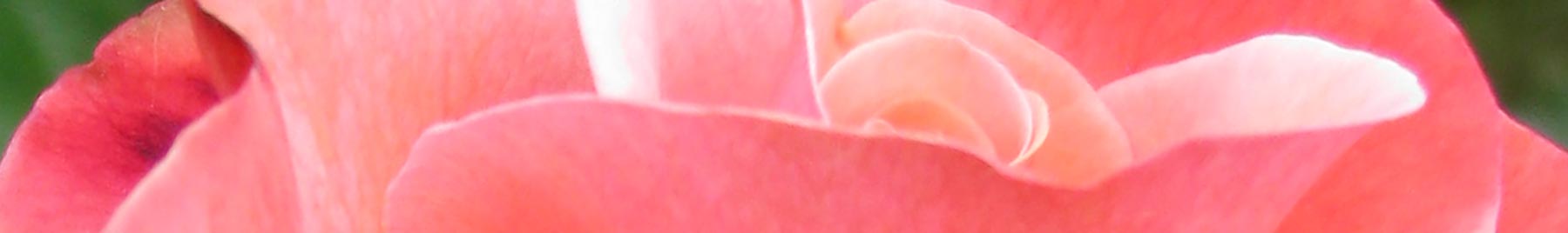 close up of rose