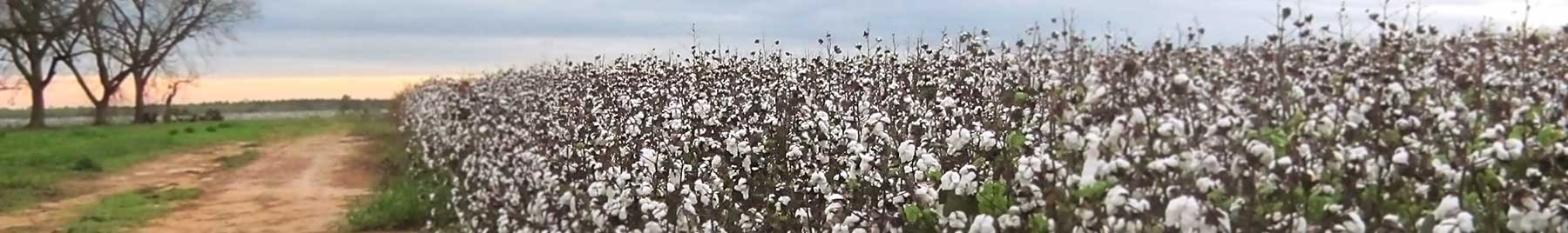 cotton field