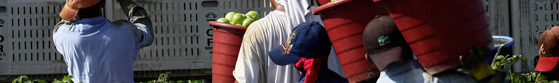 Farm workers loading green apples on a truck