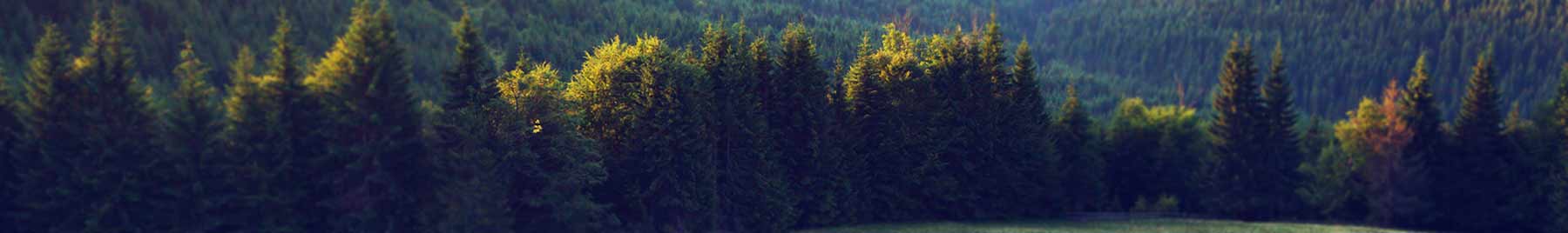 dark conifer trees