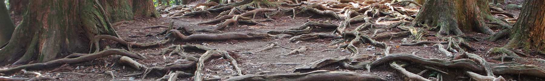 Roots on the floor of a dark forest