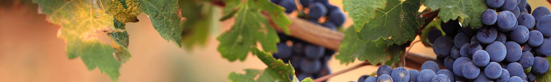 Grapes and grape leaves