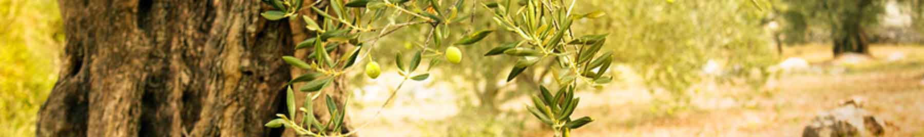 Olive tree