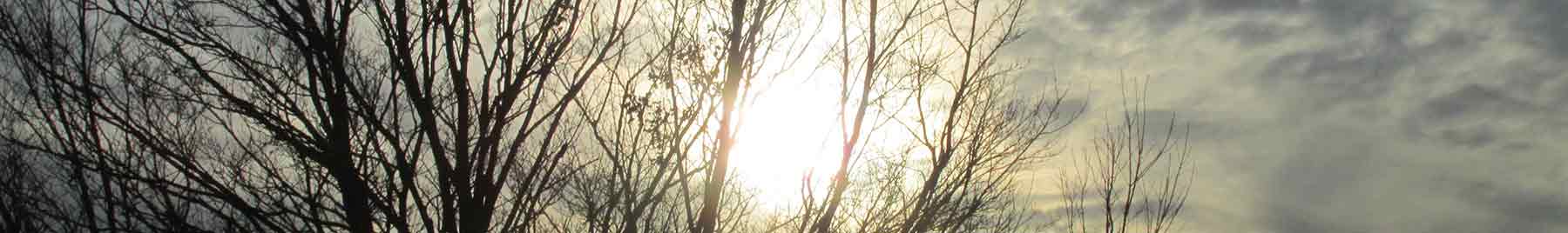 Tree silhouetted against the light