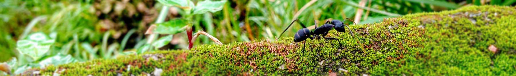 black perl ant on moss