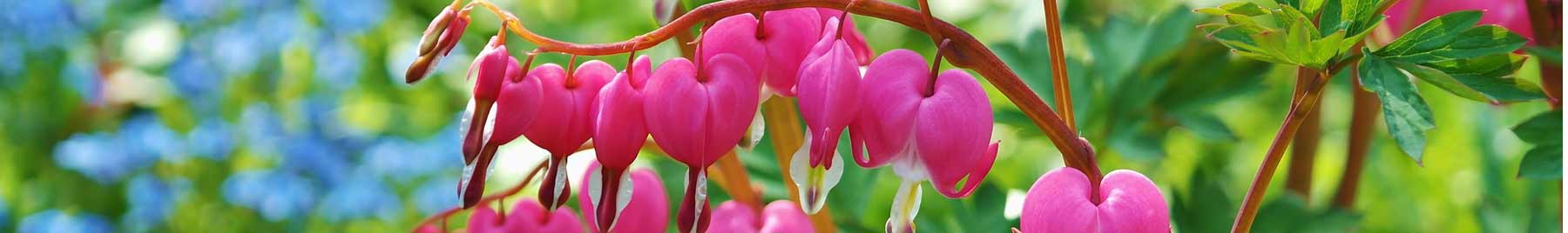Pink bleeding heart flowers against a backdrop of blue forget-me-nots. 