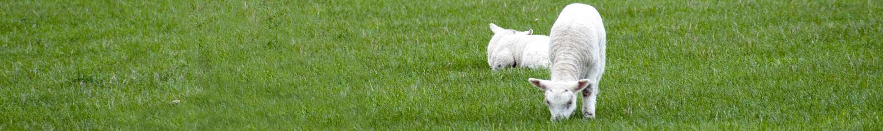 spring lambs in the grass