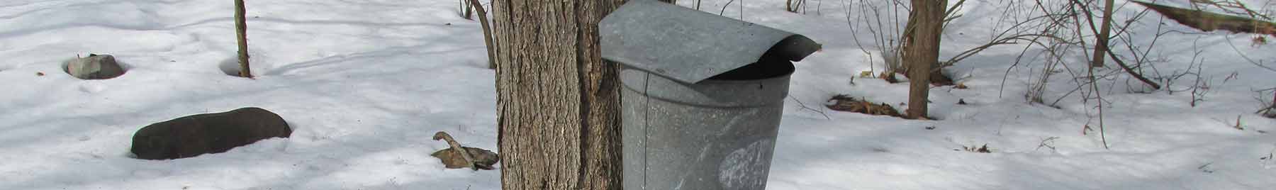 mapple sapping bucket on tree