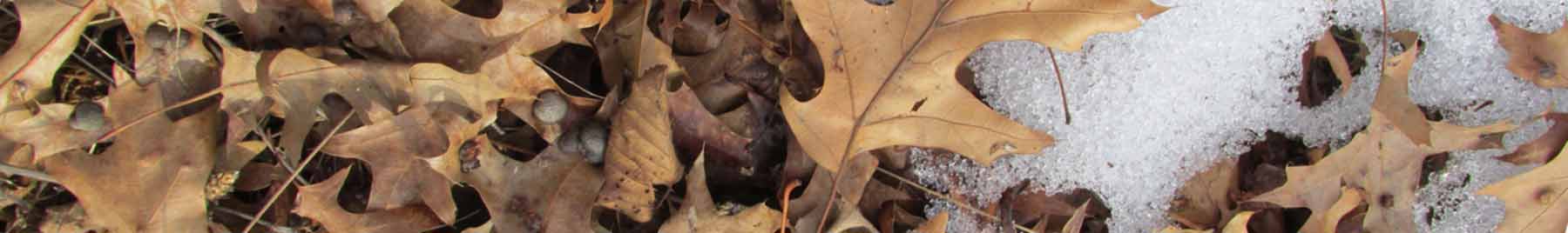 brown leaves and snow