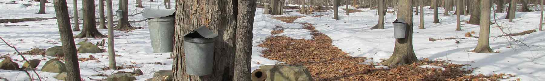 mapple sapping buckets on trees