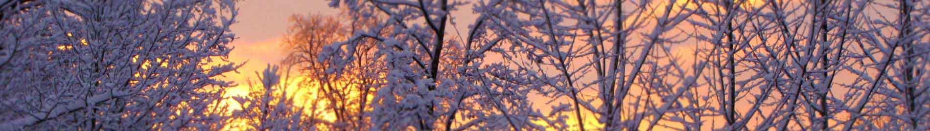 Snowy trees in a sunset