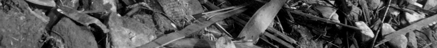 Part of an photograph taken by Cpl. Lynn P. Walker, Jr. (Marine Corps) after the Nagasaki bombing.