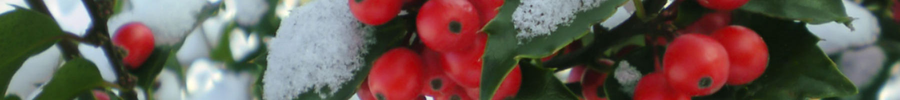 Holly berries and leaves in the snow