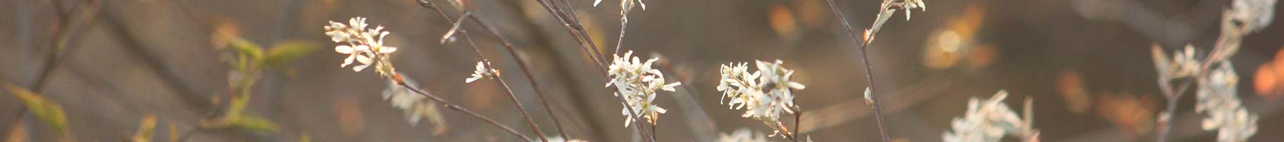 early spring blossoms lit by the sun