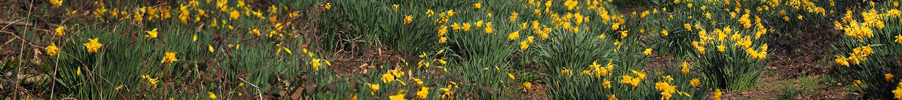 field of daffodils