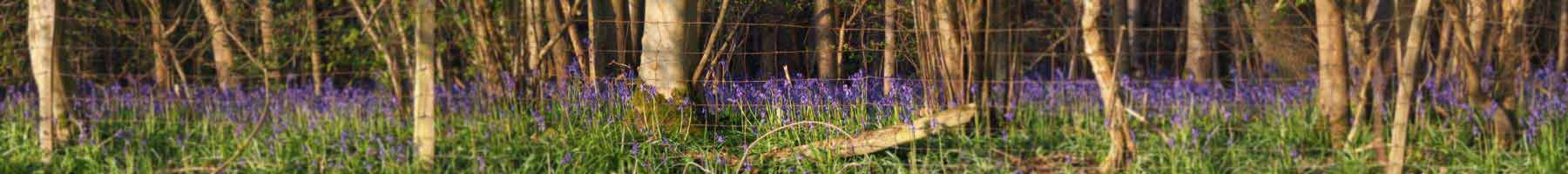 British bluebells in full bloom in a wooded area on a sunny spring day.
