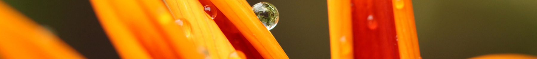 Fiery orange flower petals with dewdrops on them.