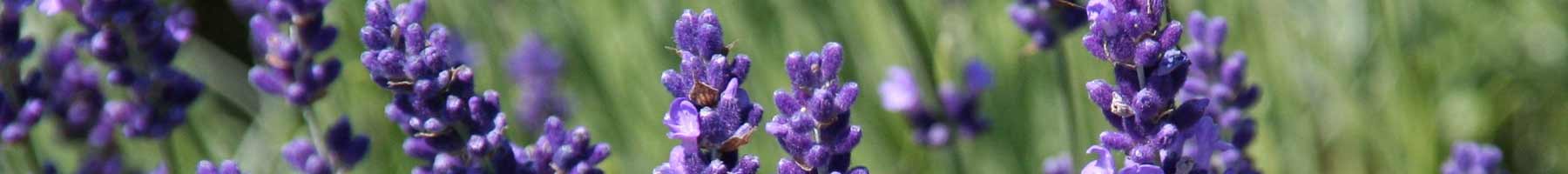 Lavender flowers