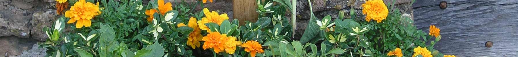 Yellow and orange marigolds blooming