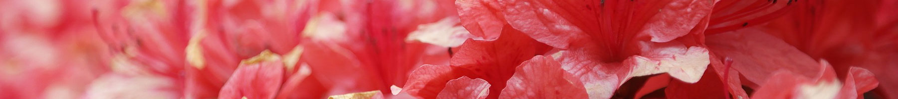 Red Azalea Flowers