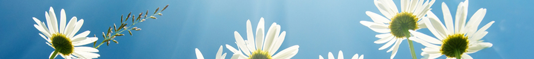 Four white daisies stretch toward a blue sky with light streaming down.