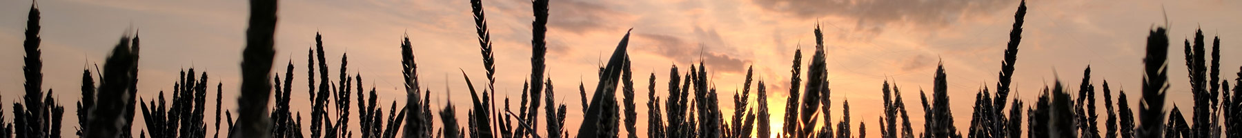 Ears of wheat in a field silhouetted by a lavendar and gold sunset.