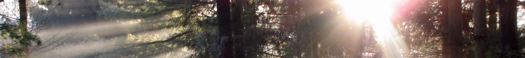 Light streaming through pine trees