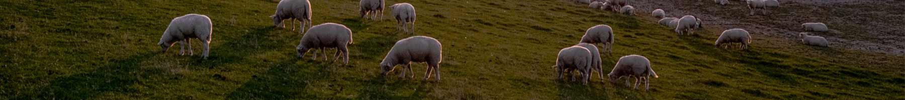 sheep grazing in the evening