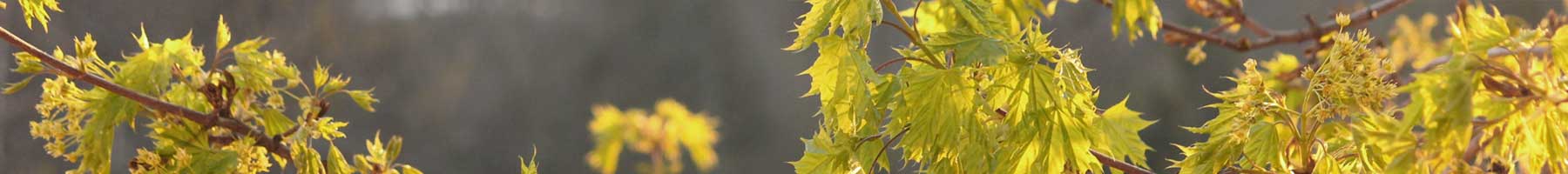 Green leaves in spring sunlight