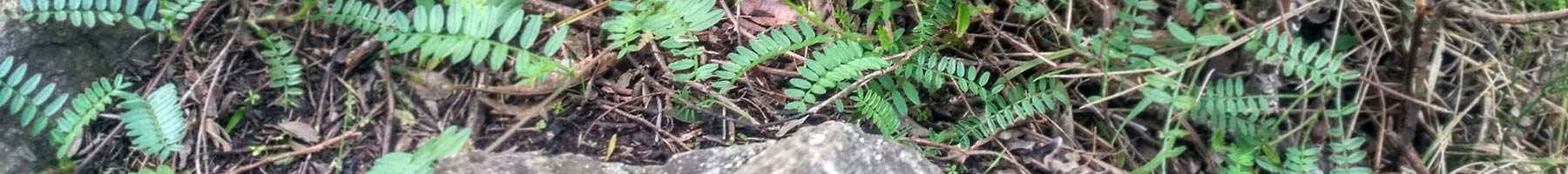 Ferns on the forest floor