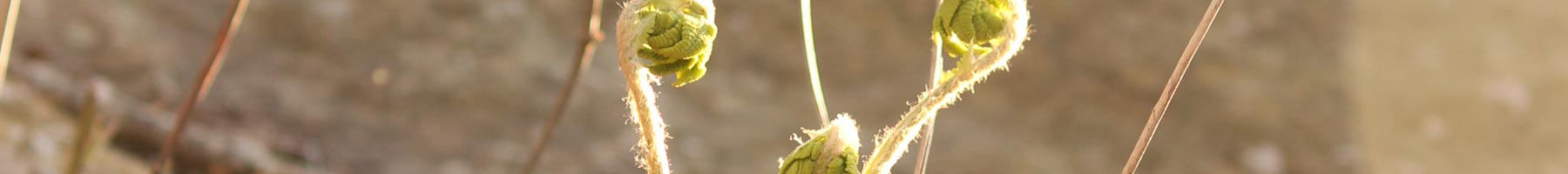 Fiddleheads unfurling.