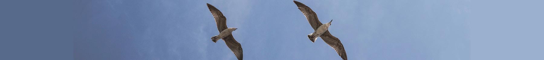 two seagulls flying against a blue sky