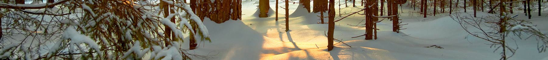 trees in the snow