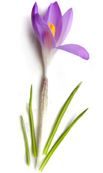 purple crocus with green leaves