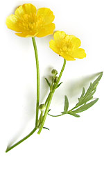 buttercups