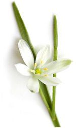 white crocus
