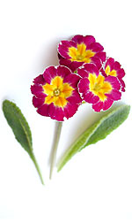 red primroses