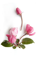crab apple blossoms