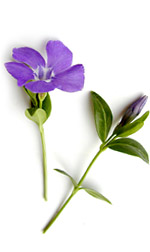 periwinkle flower and leaves