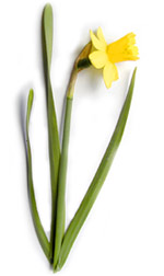 tiny daffodil