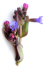 purple and pink pulmonaria flowers