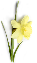 light yellow daffodil
