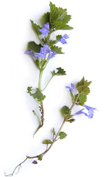blue forget-me-nots