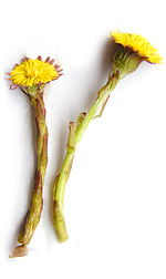 two yellow coltsfoot flowers
